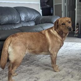 Rowan - Labrador Retriever