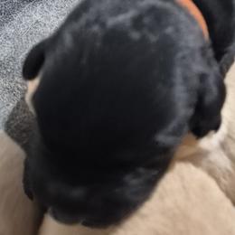 Thor, burnt brown collar - Black male Labrador Retriever puppy in Greenwich, Ohio from Pure Gem Kennel