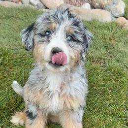 Leslie - female Australian Mountain Doodle puppy in Cortez, Colorado from Sassy Pants Pups