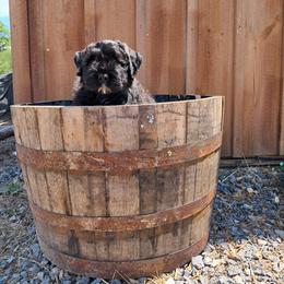 Rebellious Cassius (Red Boy) - Brindle male Bouvier des Flandres puppy in Cazenovia, New York from Rebellious Bouvier