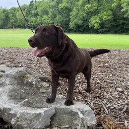 Koda - Labrador Retriever