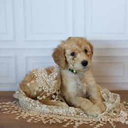 Julibee - Apricot female Goldendoodle puppy in Seffner, Florida from Gold Diamond Pup