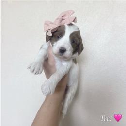 Trix - Parti female Goldendoodle puppy in Crothersville, Indiana from Wischmeier’s Doodles