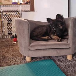 German Shepherd Puppies from Fancy GSDs