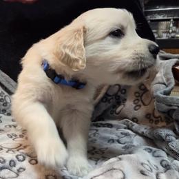 Boy 2 - Light golden male Golden Retriever puppy in Milton, Florida from Katherine's Golden Retrievers and Gordon Setters.