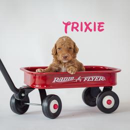 Trixie - Red  female Poodle puppy in Williamsburg, Ohio from Iaroli’s  Small Standard Poodles