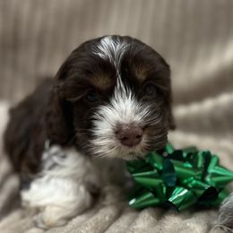 Ladder - male Cockapoo puppy in Wellington, Kansas from Brian’s Puppies