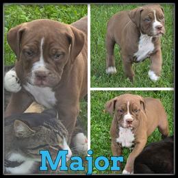 Major - Red and white male Olde English Bulldogge puppy in Merrill, Michigan from Haase Family Kennels