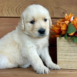 Captain - Light golden male Golden Retriever puppy in Doniphan, Missouri from Stockford’s Golden Retrievers