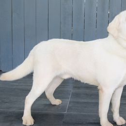 Blaze - Labrador Retriever