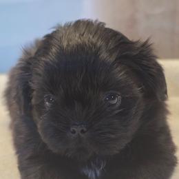 Zoey - Black and white female Shih Tzu puppy in Mesa, Arizona from House of Zen Shihtzus