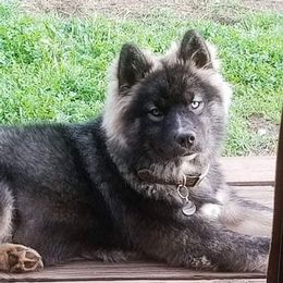 Siberian Husky Puppies from Alpine Tails