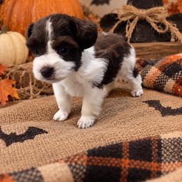 Nala - Parti female Miniature Schnauzer puppy in Lumberton, Texas from Smart Choice Miniature Schnauzers