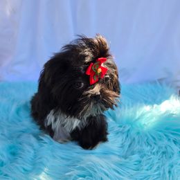 Honey - Black male Shih Tzu puppy in Hialeah, Florida from Shih Tzu Miami