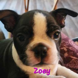 Zoey - Seal brindle and white female Boston Terrier puppy in Lexington, Indiana from NanzBostz