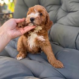 Lola - Caramel red female Australian Labradoodle puppy in Auburn, California from Poodles and Labradoodles breeder