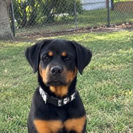 Rottweiler puppies from Vonbart Rottweilers