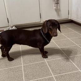 Coco - Dachshund