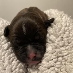 Staffordshire Bull Terrier puppies from Wheeler's Staffys