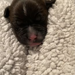 Staffordshire Bull Terrier puppies from Wheeler's Staffys