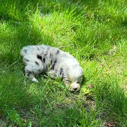 Australian Shepherd Puppies from Steppingstone Kennel