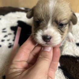 Girl 2 - White and red female Pembroke Welsh Corgi puppy in Elberton, Georgia from Lonesome Boone Corgis