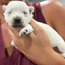 Girl 1 - White female West Highland White Terrier puppy in Mcneal, Arizona from Olympian Westie’s!