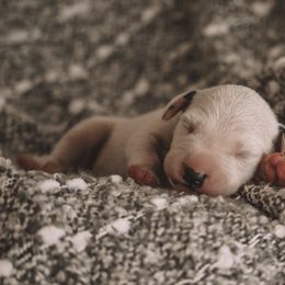 Dalmatian Puppies from Whispered Spots Dalmatians