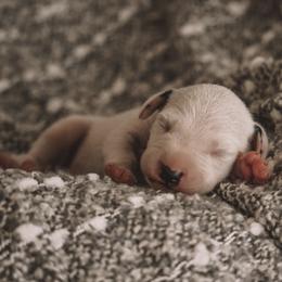 Dalmatian Puppies from Whispered Spots Dalmatians