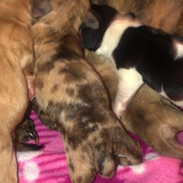 Finnick - Brindle Dachshund puppy in Saint Paul, Minnesota from Vibrant Eyes Doxies