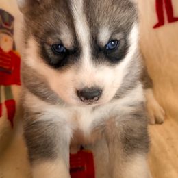 Smokey - Black tan and white male Siberian Husky puppy in Grant City, Missouri from Timberline Paws