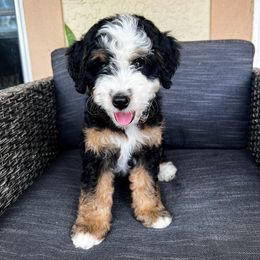 Bernedoodles, French Bulldogs, and Goldendoodles from Ohana Doodles x Frenchies