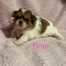 Briar - Liver female Shih Tzu puppy in Clifton, Texas from 5Z Shih Tzu Squad