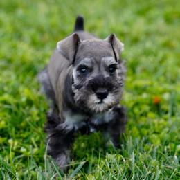 Bear - Salt and pepper male Miniature Schnauzer puppy in Snowflake / Phoenix, Arizona from Snowflake Schnauzers