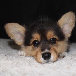 Hershey - Black and tan female Pembroke Welsh Corgi puppy in Washington from Castle View Royal Rumps