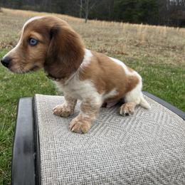 Buddy TWEENIE - Piebald male Dachshund puppy in Milroy, Pennsylvania from Not Your Average Weiner