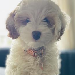 Aria - Australian Labradoodle