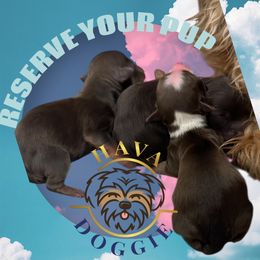 Will update - Chocolate male Havanese puppy in Arizona from HavaDoggie