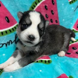 AKC Granite - Gray and white female Siberian Husky puppy in Centreville, Maryland from Huskies By the Bay