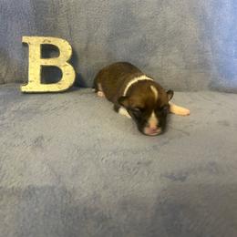 Bruce - Red male Pembroke Welsh Corgi puppy in Maupin, Oregon from Bailey Nannini