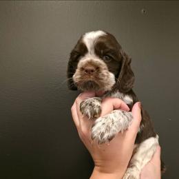 Green Collar - Brown roan male Cocker Spaniel puppy in Stanford, Kentucky from Eagle Cliff Kennel