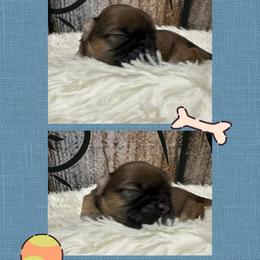 Boy 4 - Red male Shih Tzu puppy in Bethpage, Tennessee from Tennessee's Treasured Shih Tzus