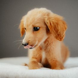 Boston - Red  male Goldendoodle puppy in Caldwell, Idaho from Boise Doodle Co.