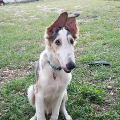 Borzois from Russian Borzoi