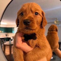 Black Collar - Golden male Golden Retriever puppy in Covington, Louisiana from MyKy Puppies