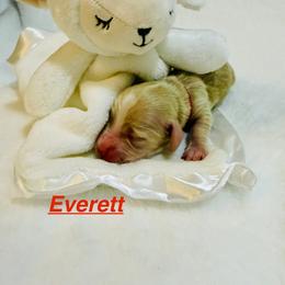 Everett - Cream male Dachshund puppy in Wichita Falls, Texas from Long Dogs in The Falls