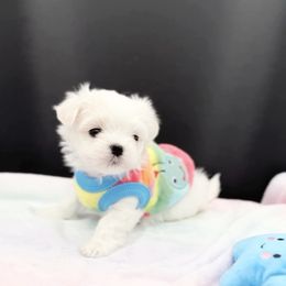 Gucci - White male Maltese puppy in Mc Kinney, Texas from Made to Love Maltese LLC