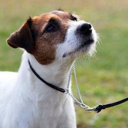 Parson Russell Terriers from Heart-Songs Haven