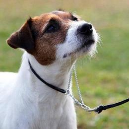 Parson Russell Terriers from Heart-Songs Haven