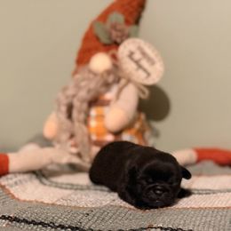Grinch - Black male Pug puppy in Smiths Station, Alabama from Magnolia Pugs